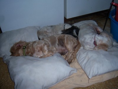 dogs resting