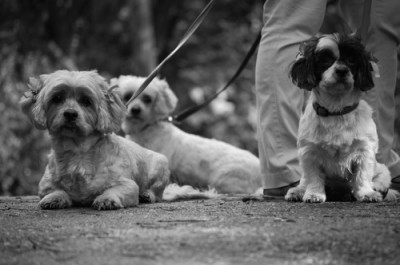 Betty, Cloud and Itsy out for a walk in Toronto